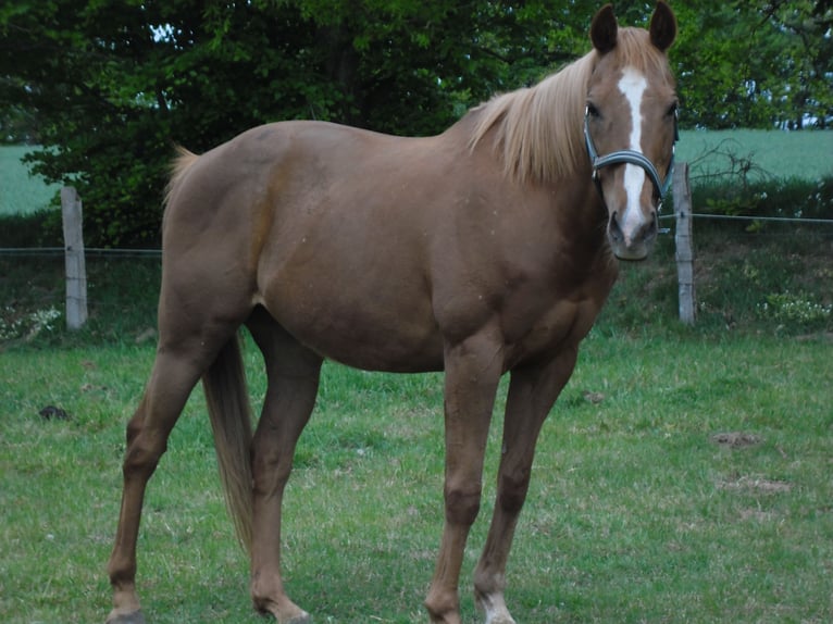 Thoroughbred Gelding 17 years 15.1 hh Chestnut-Red in Warringholz