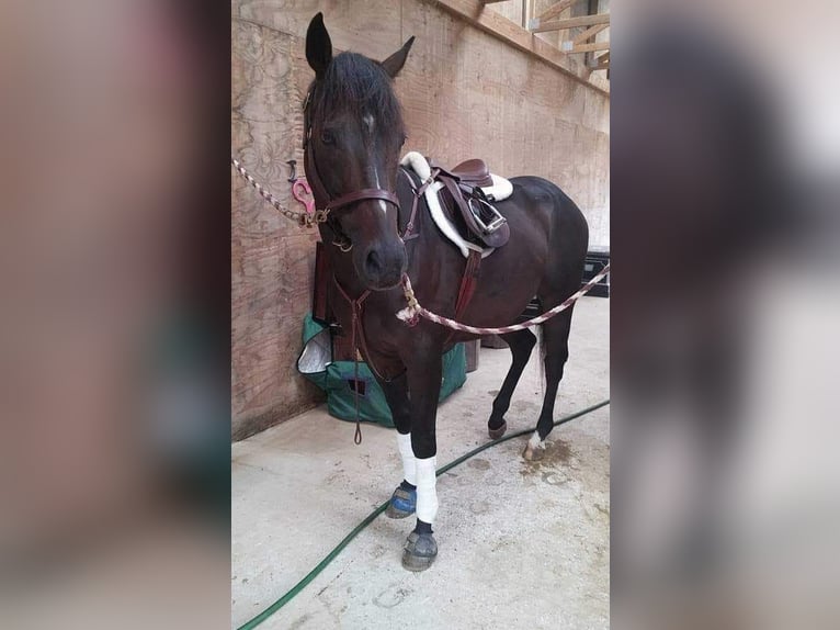 Thoroughbred Gelding 17 years 16,1 hh Bay-Dark in Morgantown