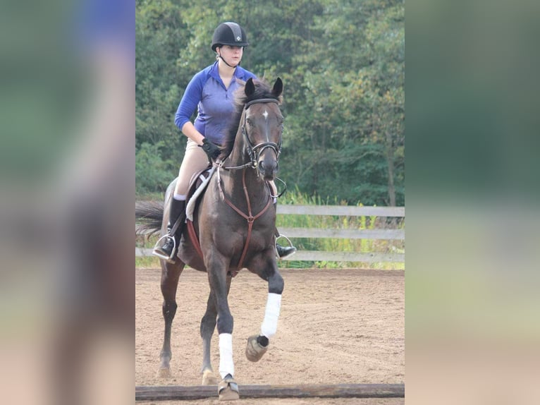 Thoroughbred Gelding 17 years 16,1 hh Bay-Dark in Morgantown