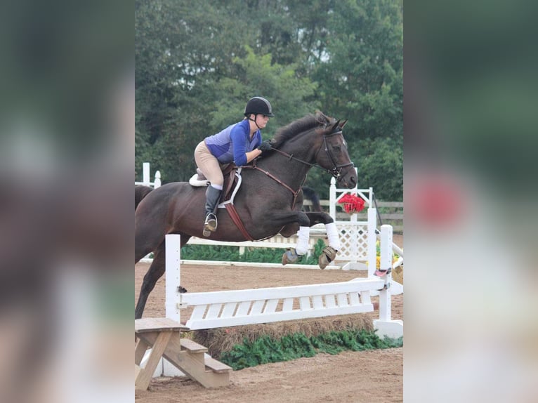 Thoroughbred Gelding 17 years 16,1 hh Bay-Dark in Morgantown