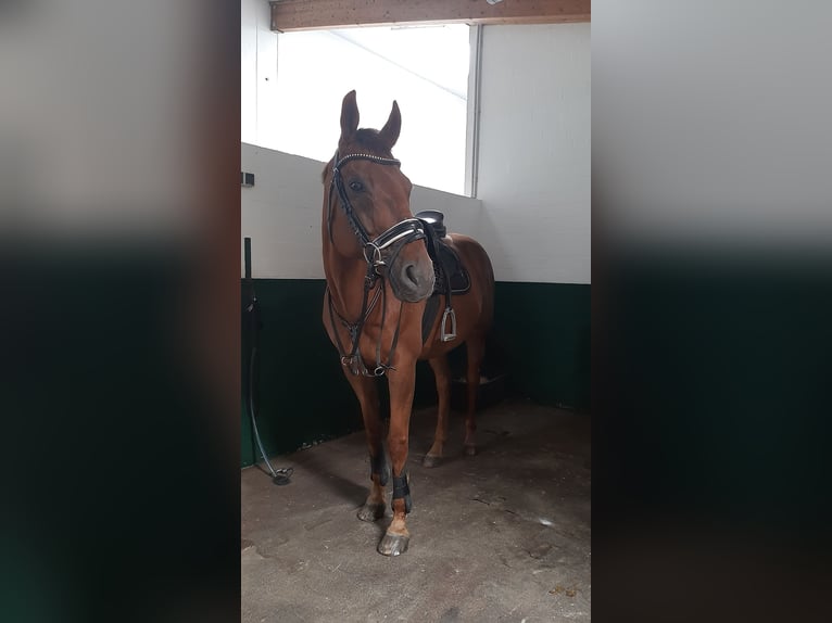 Thoroughbred Gelding 17 years 16,1 hh Chestnut in Schloß Holte-Stukenbrock