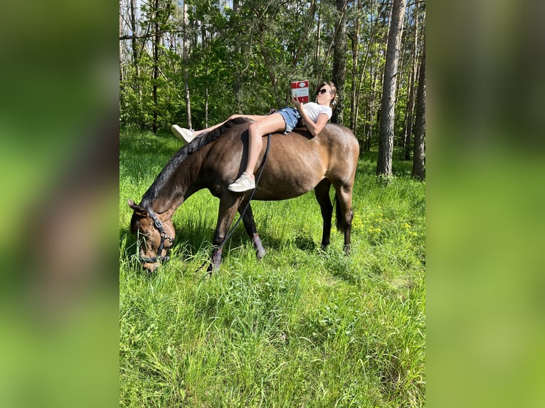 Thoroughbred Gelding 17 years 16 hh Brown in Berlin