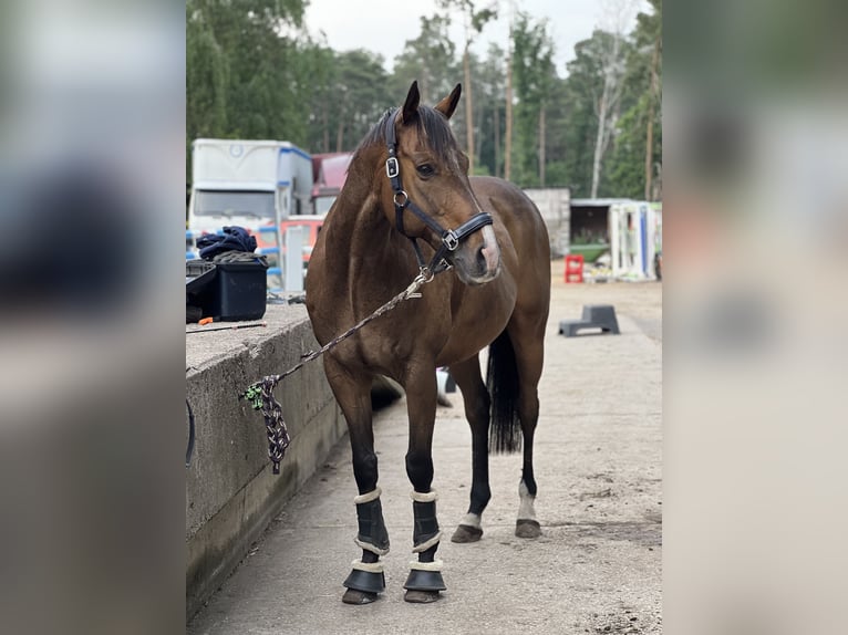 Thoroughbred Gelding 17 years 16 hh Brown in Berlin