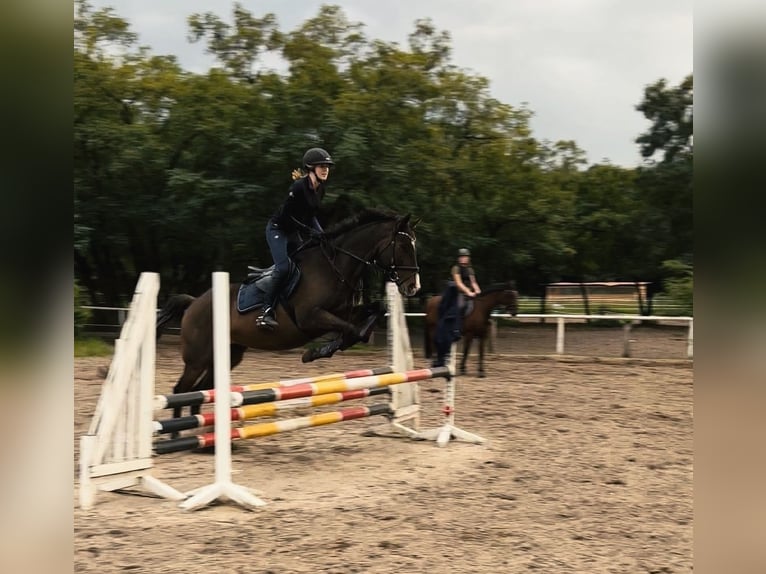 Thoroughbred Gelding 17 years 16 hh Brown in Berlin