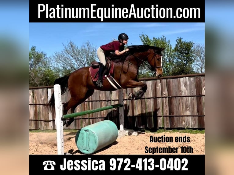 Thoroughbred Gelding 17 years 17 hh Bay in Ravenna, TX