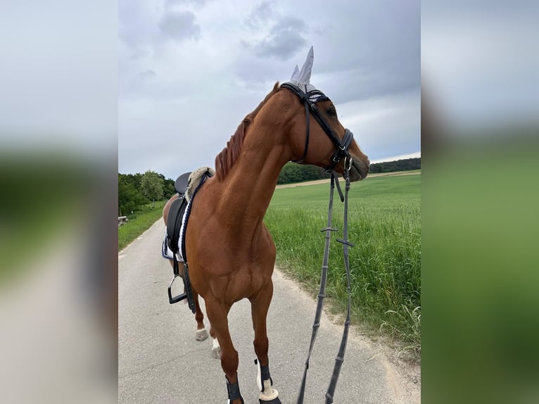 Thoroughbred Gelding 18 years 15,2 hh Chestnut-Red in Karlskron