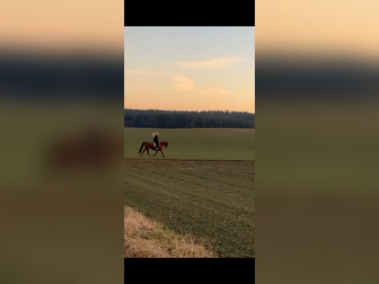 Thoroughbred Gelding 18 years 15,2 hh Chestnut-Red in Karlskron