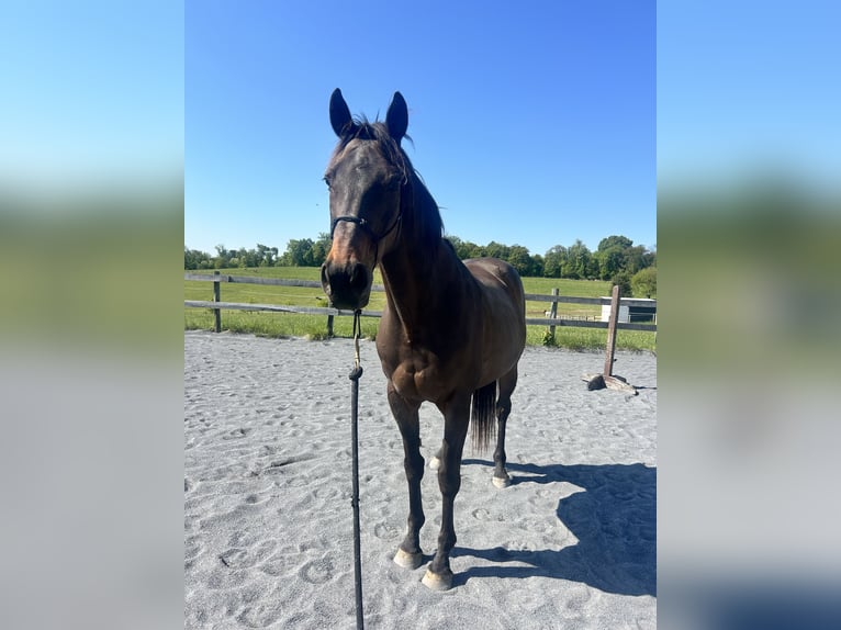 Thoroughbred Gelding 18 years 16 hh Bay-Dark in west friendship