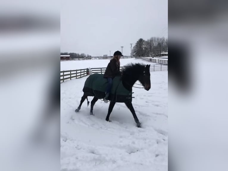 Thoroughbred Gelding 18 years 16 hh Bay-Dark in west friendship