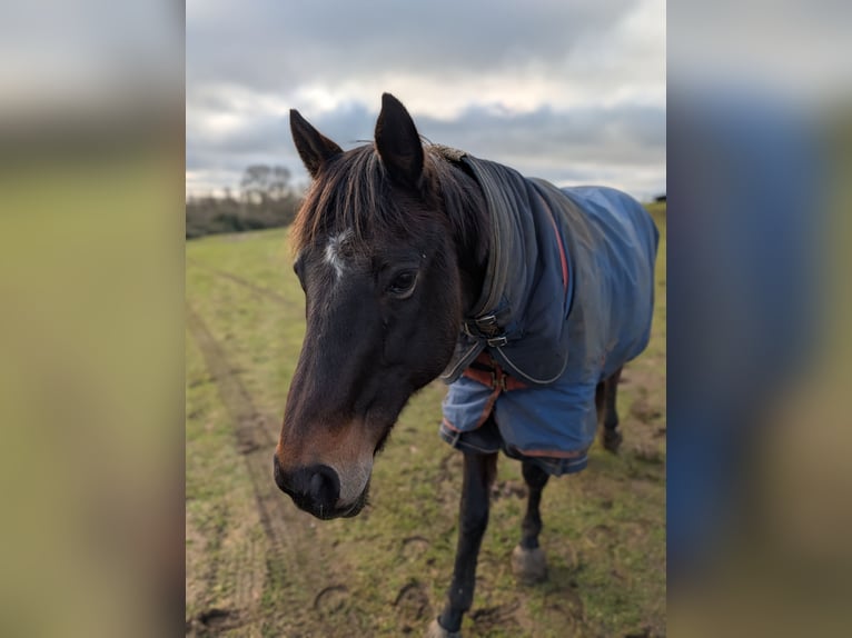 Thoroughbred Gelding 18 years in Rochester