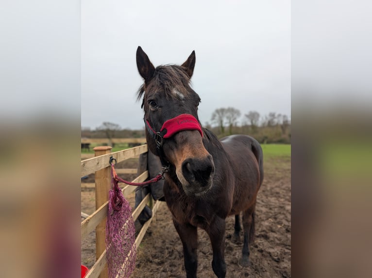 Thoroughbred Gelding 18 years in Rochester