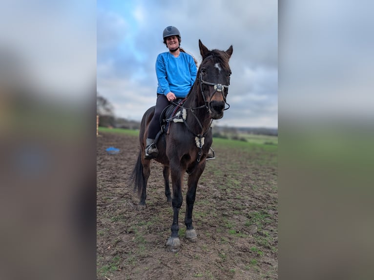 Thoroughbred Gelding 18 years in Rochester