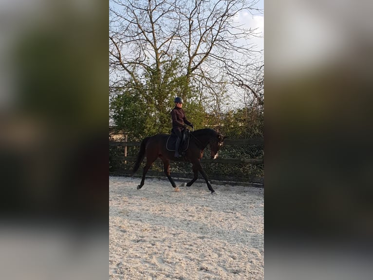 Thoroughbred Gelding 19 years 16.2 hh Brown in Lotte