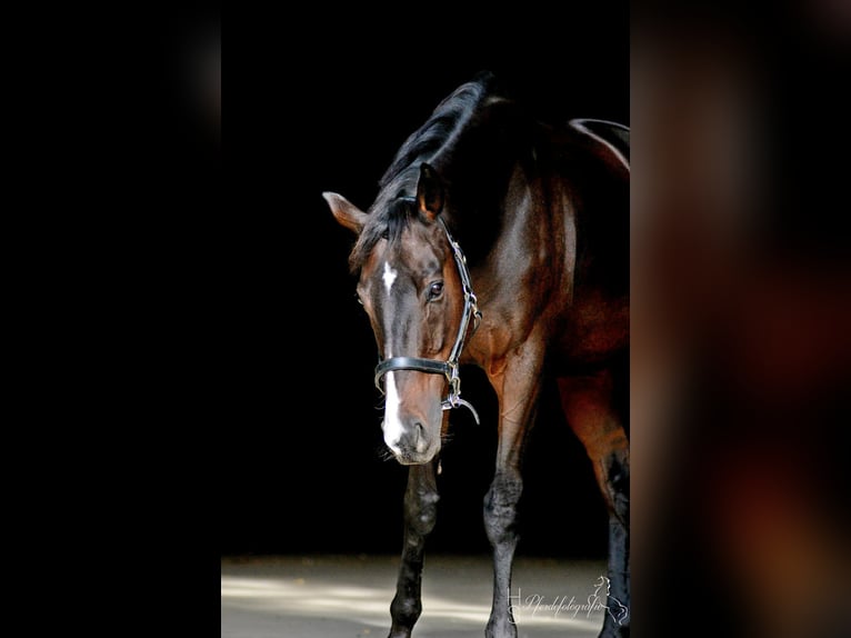 Thoroughbred Gelding 19 years 16,2 hh Brown in Lotte