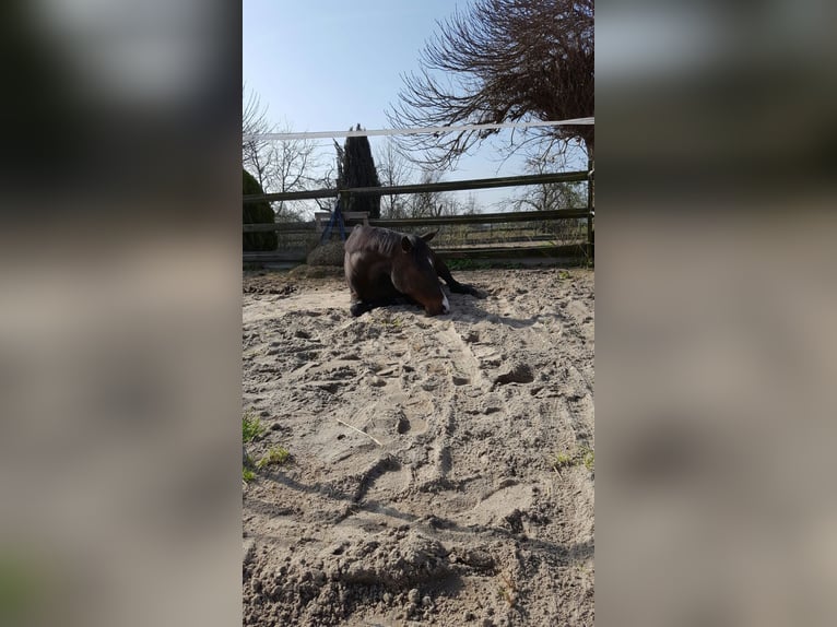 Thoroughbred Gelding 19 years 16,2 hh Brown in Lotte