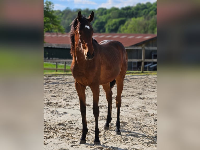 Thoroughbred Gelding 1 year 14,3 hh Brown in Ulrichstein