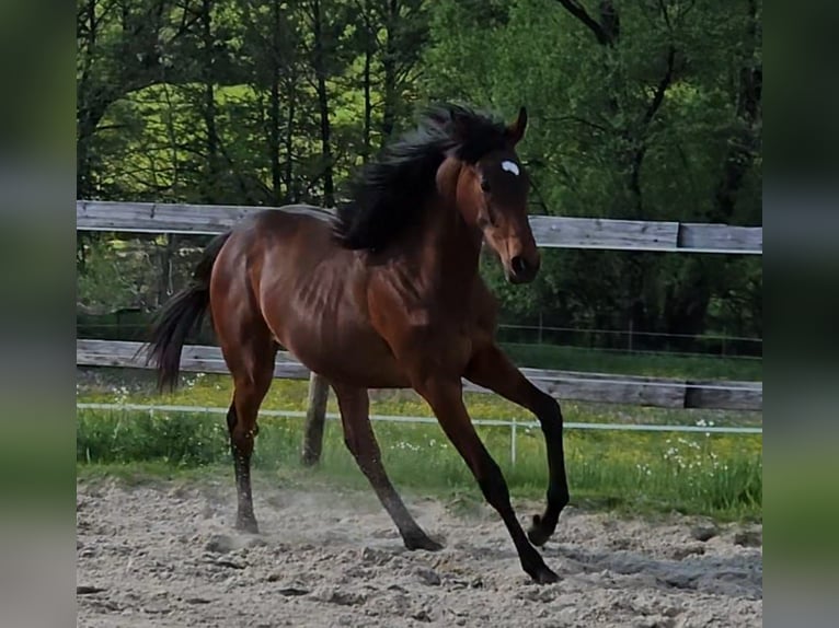 Thoroughbred Gelding 1 year 14,3 hh Brown in Ulrichstein