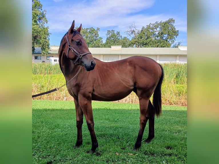 Thoroughbred Gelding 1 year 15 hh Bay in Cottonwood CA Thoroughbred Gelding 1 year 15 hh Bay in Cottonwood CA