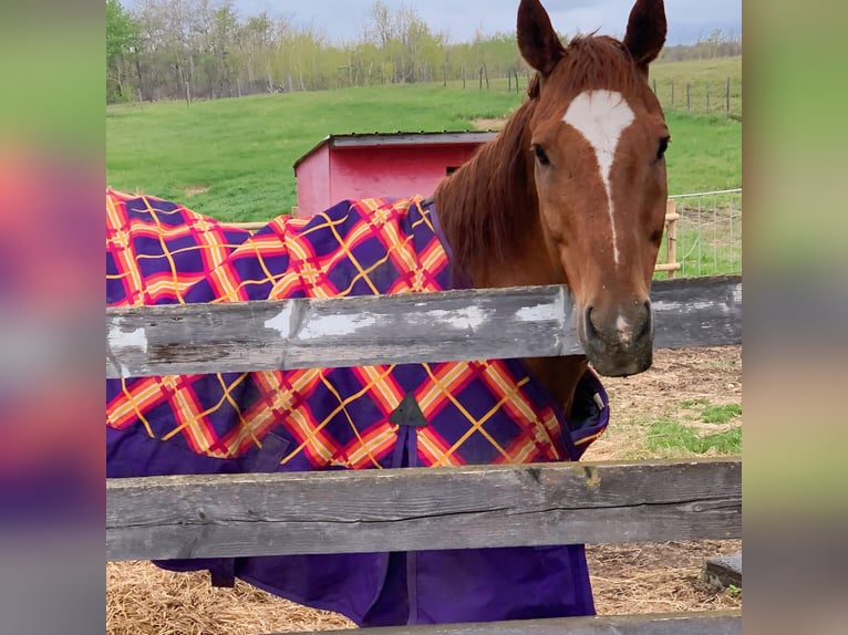 Thoroughbred Gelding 20 years 16 hh Chestnut in Mission