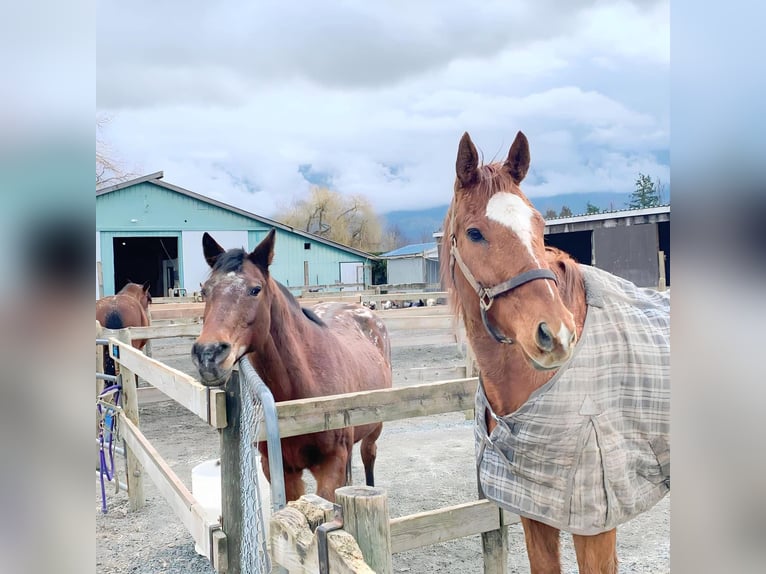 Thoroughbred Gelding 20 years 16 hh Chestnut in Mission