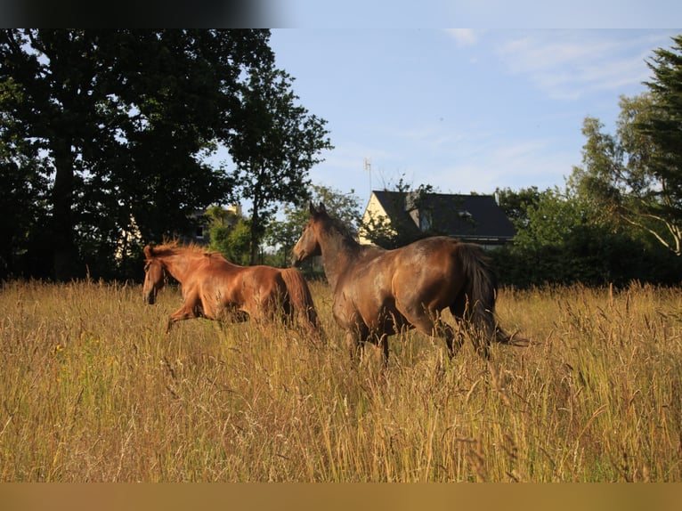 Thoroughbred Gelding 21 years 15,2 hh Brown in Lézardrieux