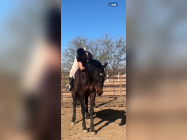 Thoroughbred Gelding 21 years 16 hh Bay-Dark in Cochise Thoroughbred Gelding 21 years 16 hh Bay-Dark in Cochise