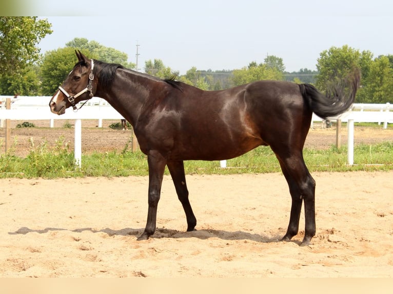 Thoroughbred Gelding 21 years 16 hh Bay-Dark in Hugo, MN