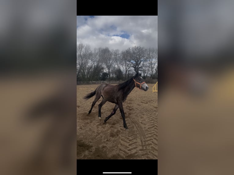Thoroughbred Gelding 2 years 14,1 hh Roan-Bay in Doncaster