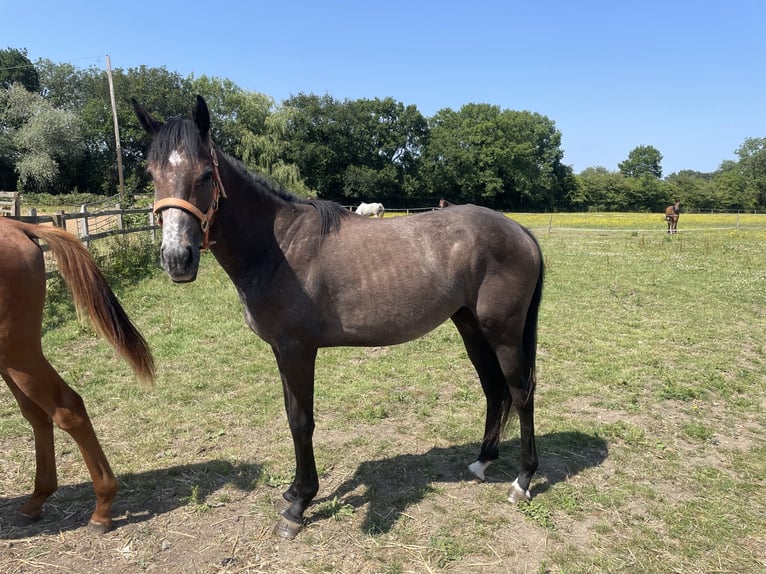 Thoroughbred Gelding 2 years 14,1 hh Roan-Bay in Doncaster