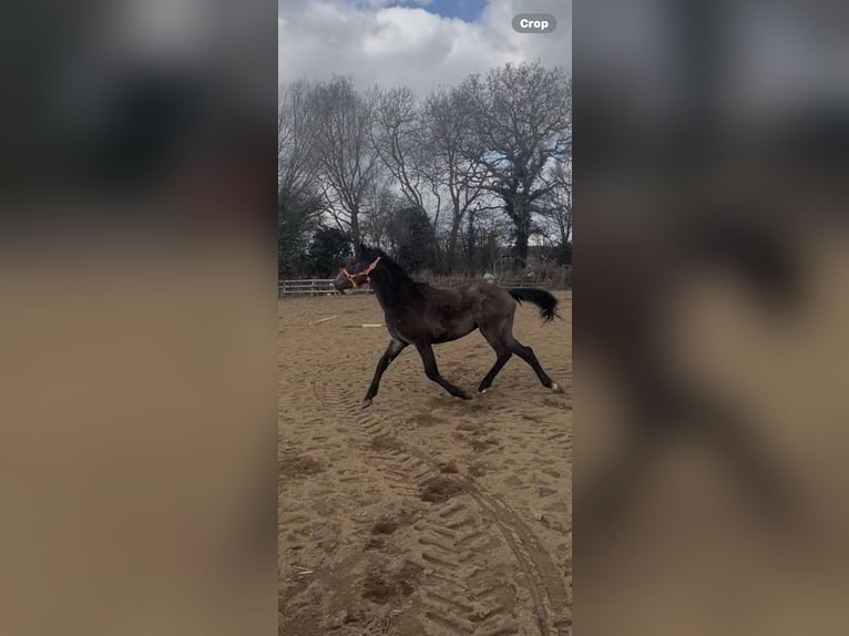 Thoroughbred Gelding 2 years 14,1 hh Roan-Bay in Doncaster