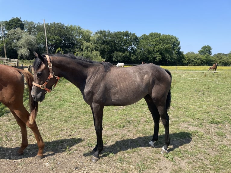 Thoroughbred Gelding 2 years 14,1 hh Roan-Bay in Doncaster