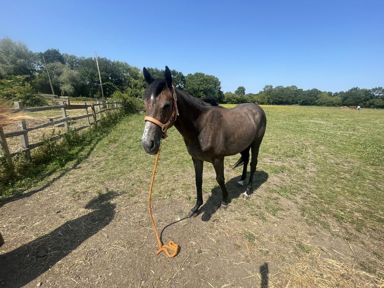 Thoroughbred Gelding 2 years 14,1 hh Roan-Bay in Doncaster