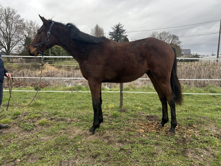 Thoroughbred Gelding 2 years 15.2 hh Brown in Allonnes