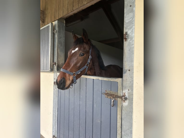 Thoroughbred Gelding 2 years 15.2 hh Brown in Allonnes