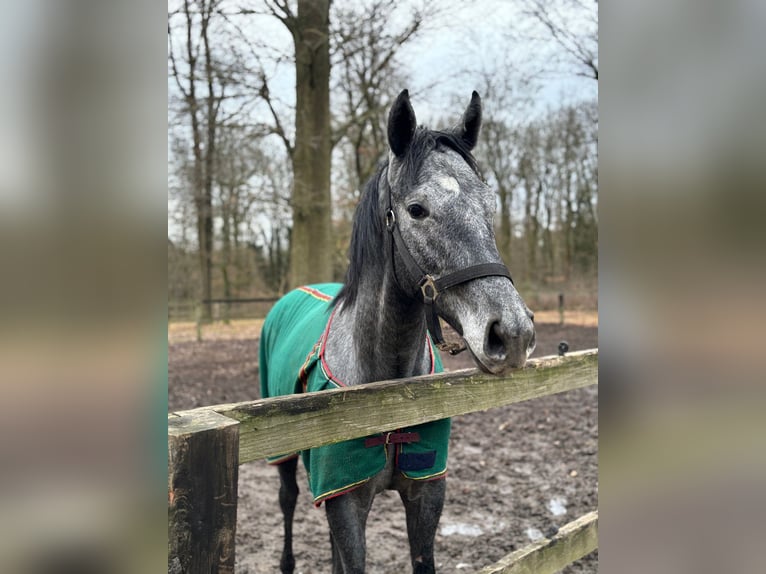Thoroughbred Gelding 2 years in Neuenhagen