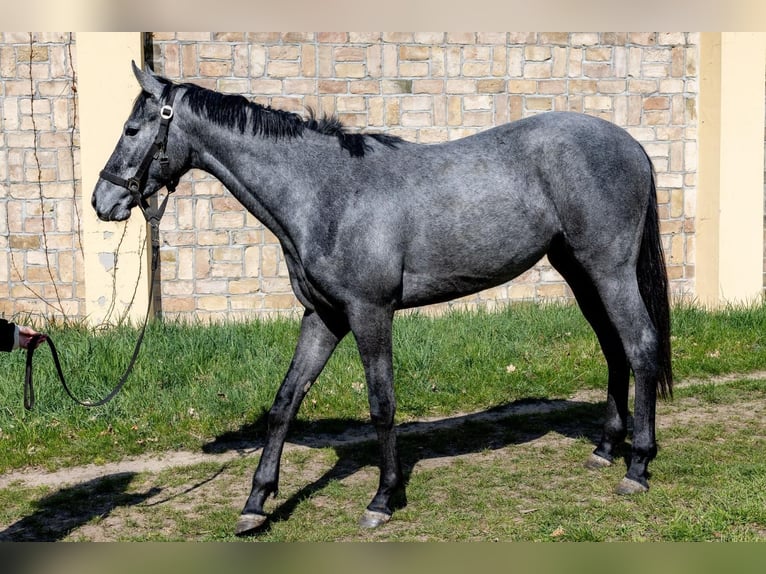 Thoroughbred Gelding 2 years in Neuenhagen
