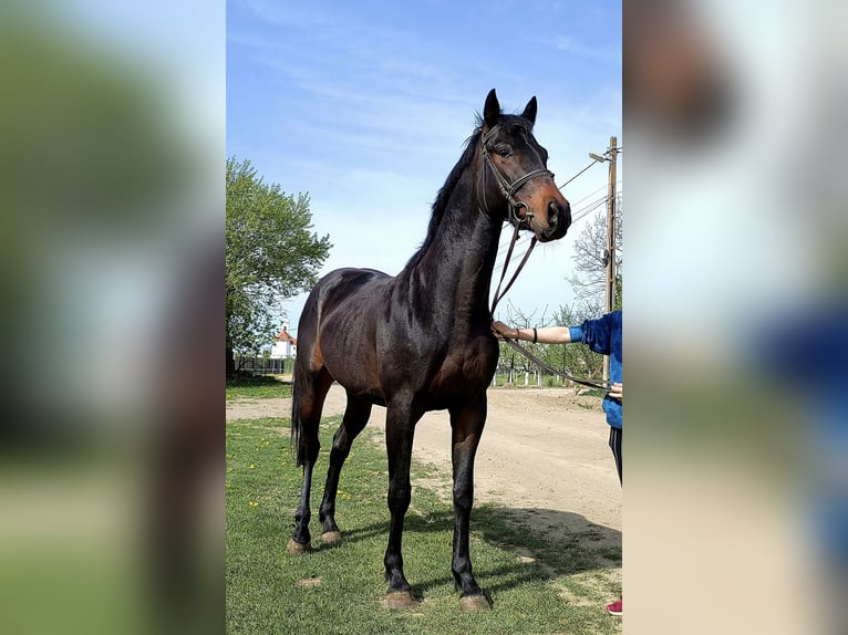 Thoroughbred Gelding 3 years 15,2 hh in Lunga