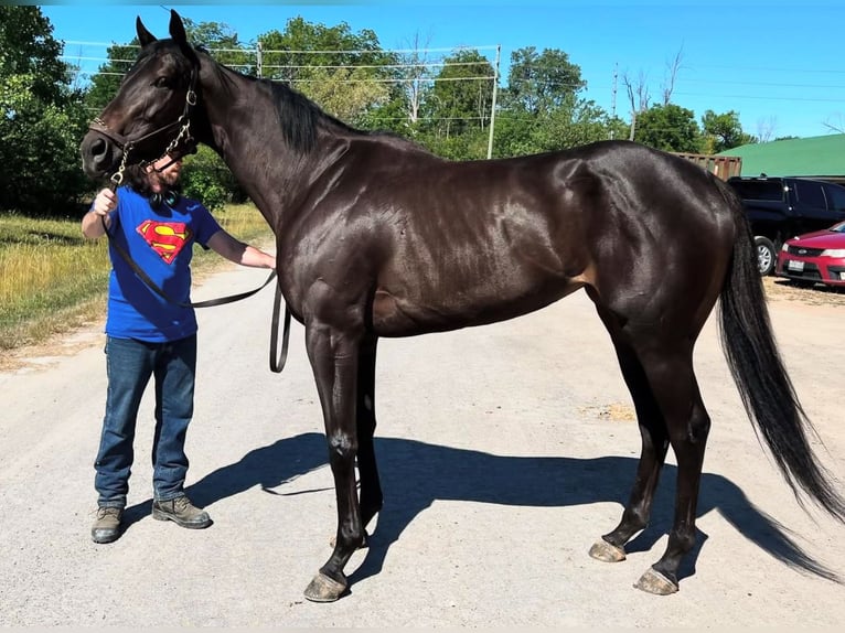 Thoroughbred Gelding 3 years 15 hh Black in Ocala