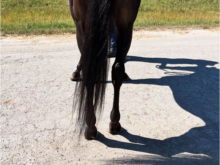Thoroughbred Gelding 3 years 15 hh Black in Ocala