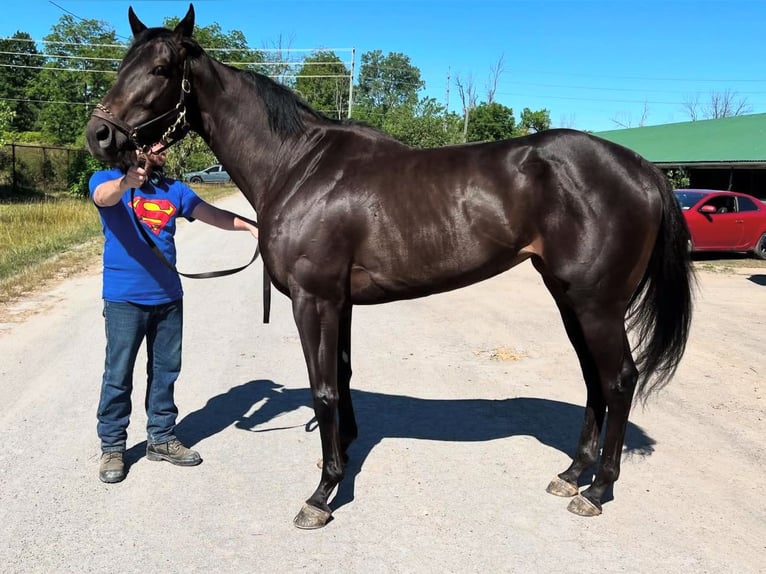 Thoroughbred Gelding 3 years 15 hh Black in Ocala