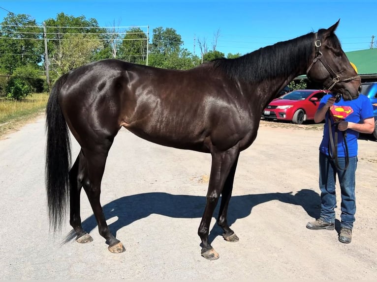 Thoroughbred Gelding 3 years 15 hh Black in Ocala