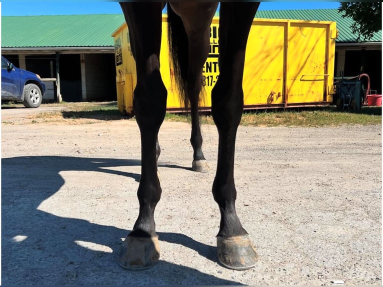 Thoroughbred Gelding 3 years 15 hh Black in Ocala
