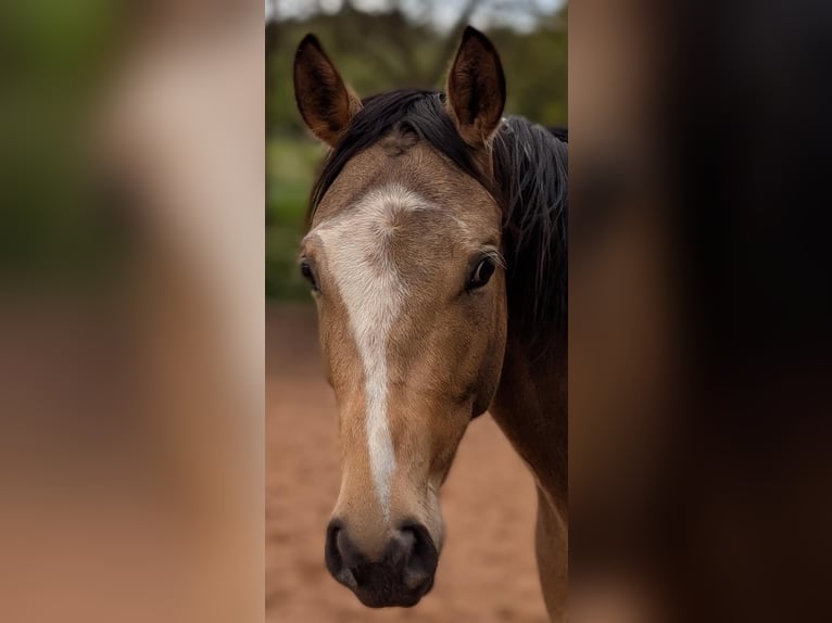 Thoroughbred Mix Gelding 3 years 15 hh Pinto in Beckingen