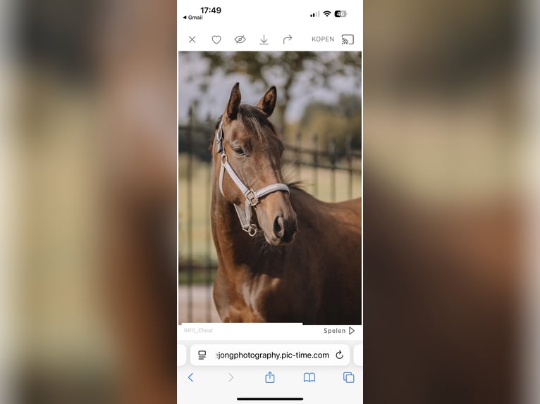 Thoroughbred Gelding 3 years 15,1 hh Bay-Dark in Bladel