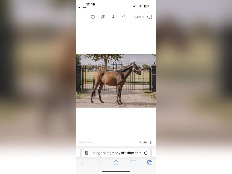 Thoroughbred Gelding 3 years 15,1 hh Bay-Dark in Bladel