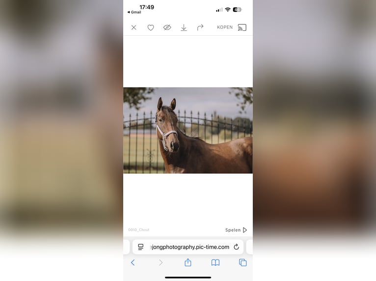 Thoroughbred Gelding 3 years 15,1 hh Bay-Dark in Bladel