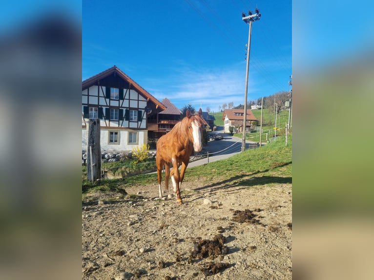Thoroughbred Gelding 3 years 15,1 hh Chestnut-Red in Frutigen