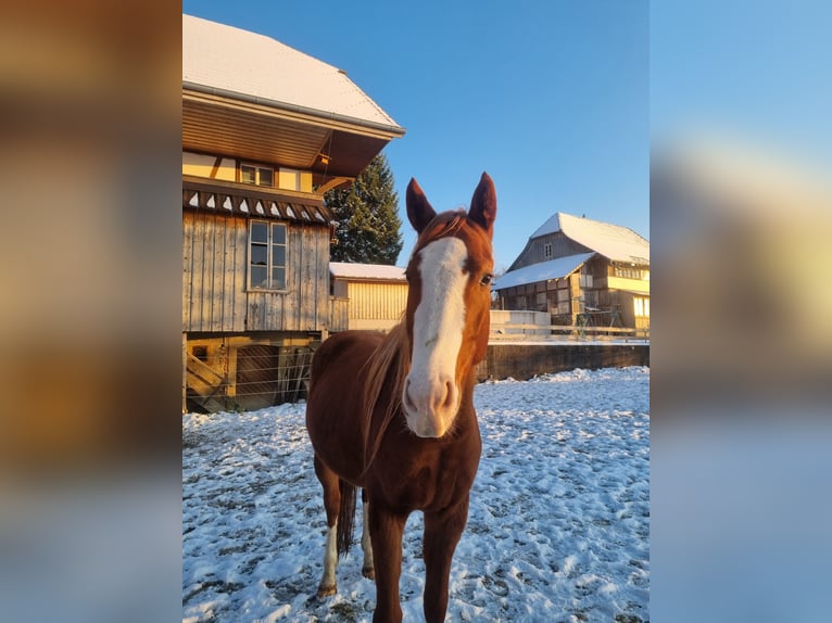 Thoroughbred Gelding 3 years 15,1 hh Chestnut-Red in Frutigen