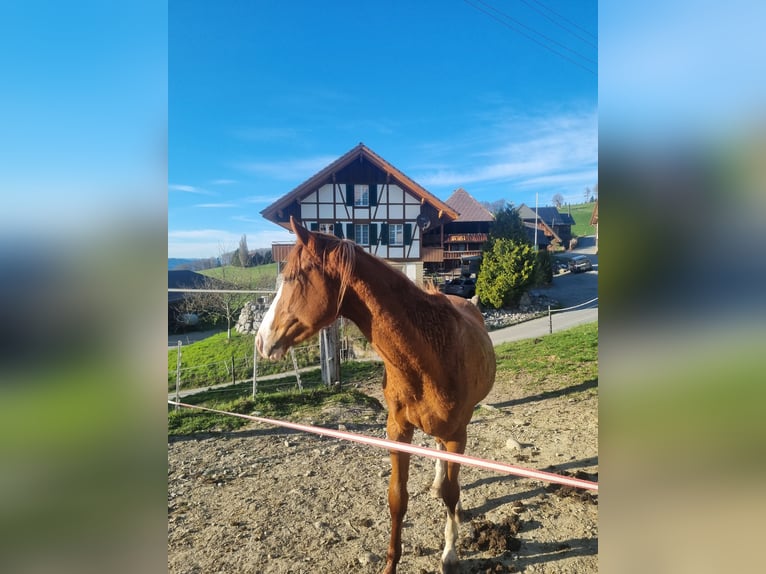 Thoroughbred Gelding 3 years 15,1 hh Chestnut-Red in Frutigen