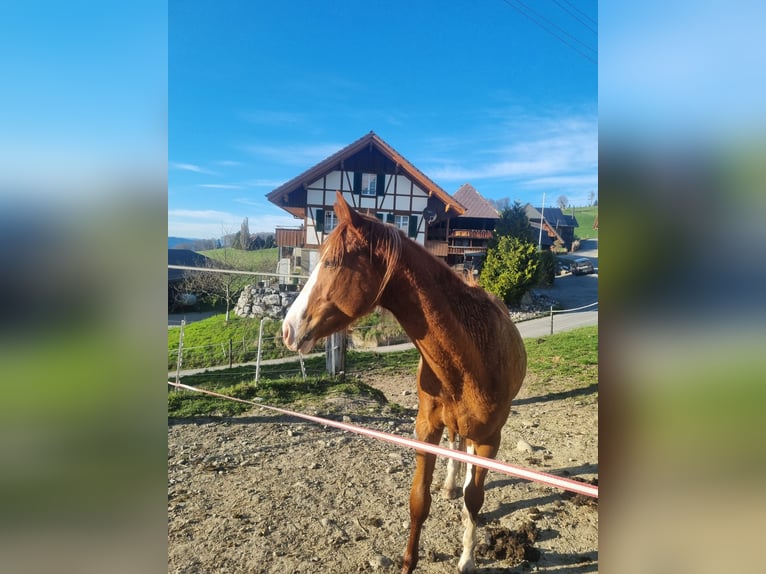 Thoroughbred Gelding 3 years 15,1 hh Chestnut-Red in Frutigen